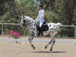 A rider in white dressage attire executes a flying change aboard a piebald horse in an outdoor arena, framed by lush trees and blooming pink flora.