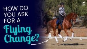 Amelia Newcomb on a chestnut gelding executes dressage movements in an outdoor arena. Text reads, How do you ask for a flying change in horse riding? An arrow indicates the horse’s canter stride, emphasizing the application of correct aids such as weight shift, leg position, and timing for achieving a clean flying change.