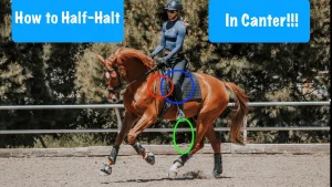 A person riding a chestnut horse in an outdoor arena, with text reading How to Half-Halt at the Canter!!!; circles highlight the rider’s hands, seat, and the horse’s hind leg.