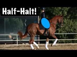 A person uses their seat to ride a chestnut horse in an outdoor arena. The horse wears white leg wraps and is mid-stride. The rider, in dark clothing and a helmet, demonstrates a precise half-halt. Bold text reads “Half-Halt!” in the top left corner.