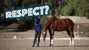 A person in riding gear stands next to a brown horse wearing white leg wraps, holding its reins. Large text reading RESPECT? appears to the left, highlighting the importance of horse respect in training on an outdoor riding arena.