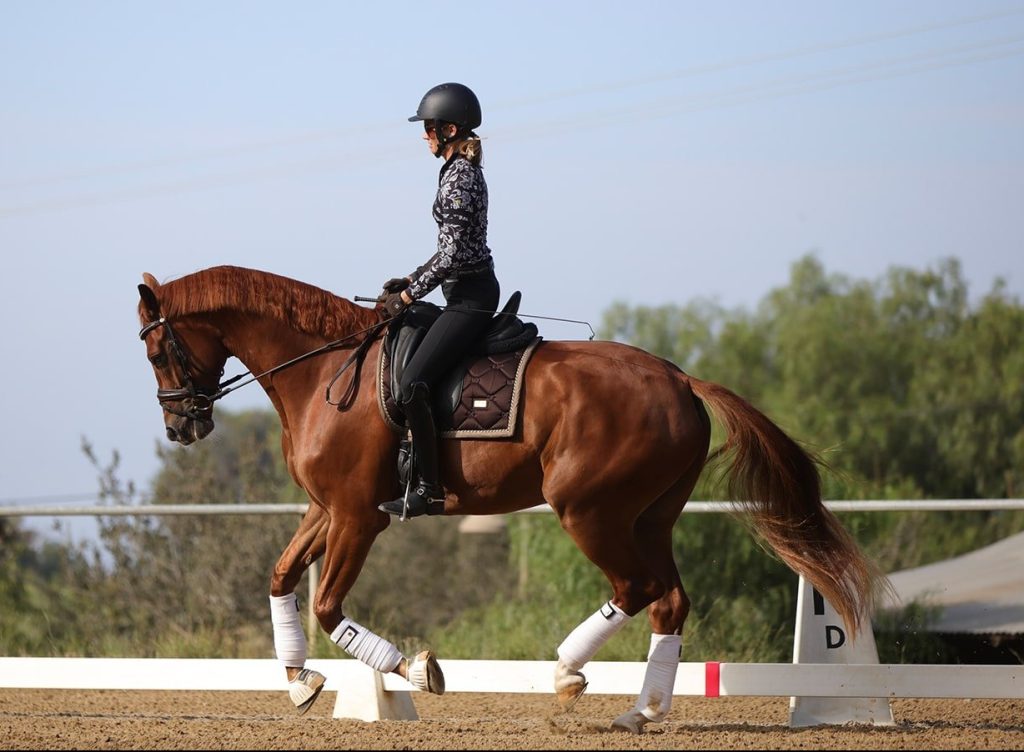 A person wearing a helmet and patterned shirt rides a chestnut horse in an outdoor arena, both equipped with riding gear and white leg wraps, with trees and clear sky in the background.