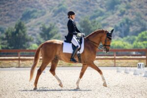 A person in formal riding attire and helmet rides one of Amelia's Horses, a chestnut with a white saddle pad, in an outdoor dressage arena framed by trees and hills.