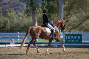 A rider in formal equestrian attire, reminiscent of Amelia Newcomb’s elegance, guides a chestnut horse with a braided mane in a dressage arena, passing a white fence and green “Dover Saddlery” sign amid trees and hills.