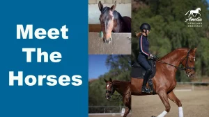 A blue background with white text reads Meet The Horses. Beside the text are three photos: one of The Boys looking over a stable door, a close-up of a horse’s face, and a rider in a helmet riding one of Amelia’s Horses.