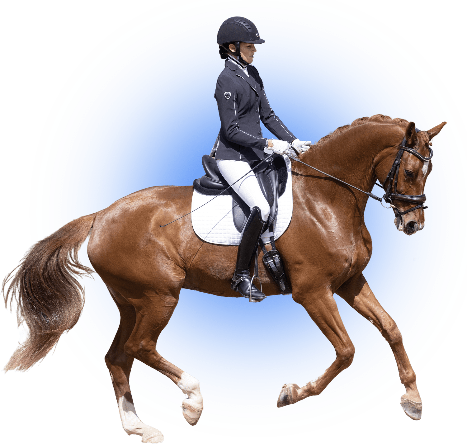 A person in formal equestrian attire rides a brown horse with a white saddle pad, performing a dressage movement against a white background with a blue gradient halo.