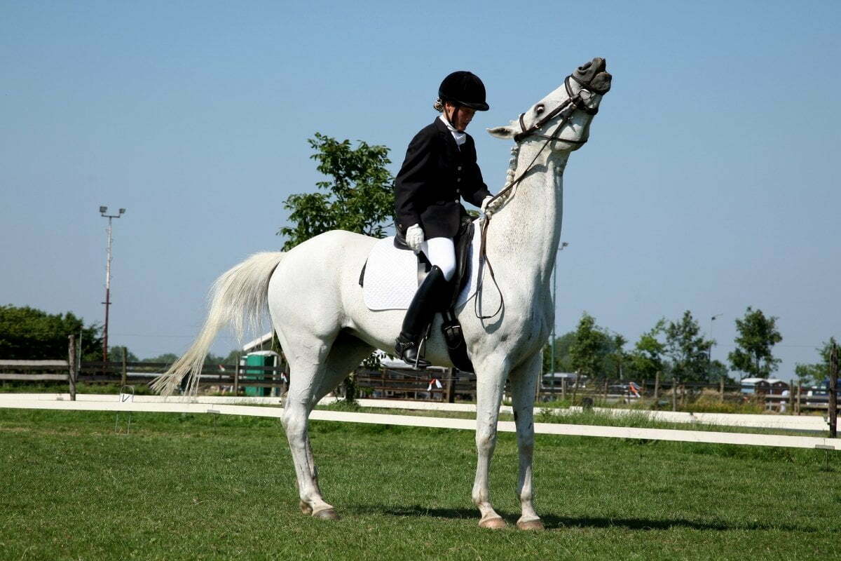 A person in formal equestrian attire sits on a white horse that is raising its head high, standing on a grassy field with a wooden fence and trees in the background.