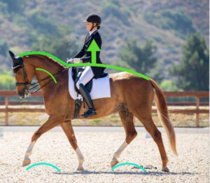 A rider in formal equestrian attire is riding a chestnut horse in an arena. Green curved and straight arrows highlight the horse's movement, posture, and the rider’s upright position as part of 30 Days to Round training.