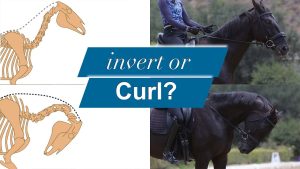 A split image shows two horse skeleton diagrams on the left—one with a horse invert neck and one with a horse curl neck—and two photos on the right of a rider on a dark horse in matching positions. Text reads invert or Curl?.