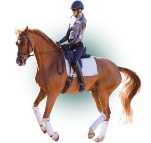 A person wearing a helmet and riding gear is trotting a brown horse with a white saddle pad and leg wraps, showcasing skills from a Rider Position Masterclass as the horse's mane and tail flow gracefully.