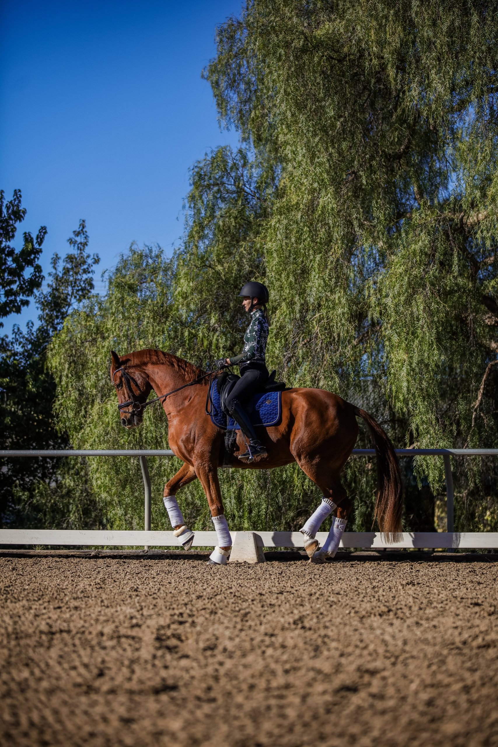 A person wearing a helmet and riding gear is riding a brown horse with white leg wraps and a blue saddle pad in an outdoor arena, practicing groundwork techniques under the clear blue sky as part of their riding masterclass.