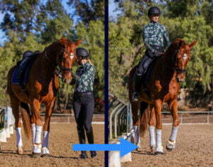 Split image: On the left, a person in riding gear leads a chestnut horse, demonstrating expert groundwork. On the right, the same person rides the horse—showcasing progress in horse training. A large blue arrow points from left to right in an outdoor arena.