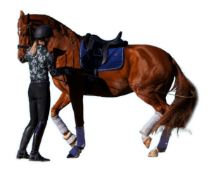 A person in riding gear delivers a groundwork masterclass, training a chestnut horse with a blue saddle and white leg wraps using a long rein. The horse lifts its front leg, possibly practicing dressage. The background is white.