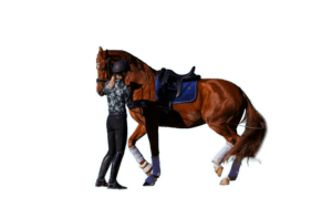 A person in riding gear stands beside a brown horse with a blue saddle and white leg wraps, holding the bridle—perfectly showcasing skills from a groundwork training course—against a plain white background.