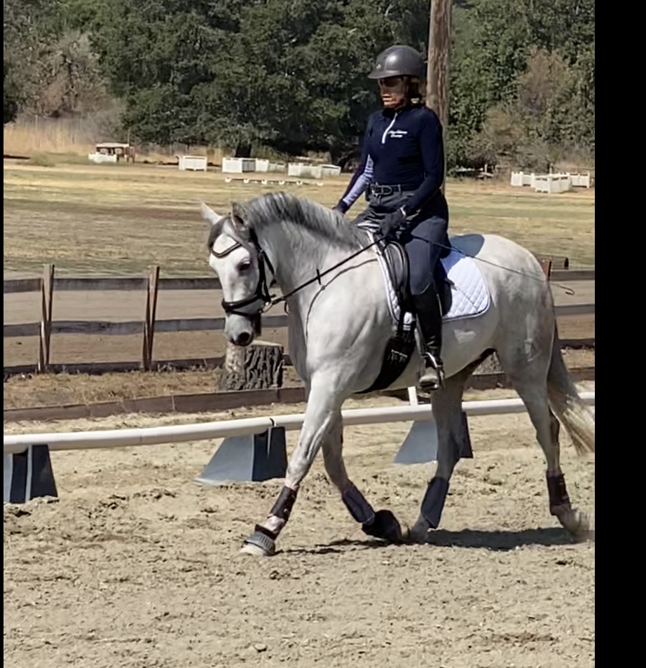 A person wearing a helmet and riding attire is riding a gray horse in an outdoor sandy arena, with trees and fields in the background. The horse is trotting with extended front legs—perfect for those looking to train your eye, just like Phyllis teaches on Patreon.