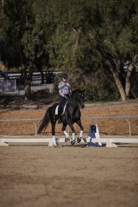 A person wearing a helmet and patterned shirt rides a black horse in a dressage arena, passing by marker R with trees and a fence in the background—perfect practice for mastering Free Flying Changes. Reserve your spot in our upcoming webinar!.
