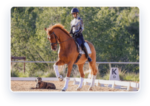 A person wearing a helmet and patterned shirt rides a chestnut horse in an outdoor arena, while a dog lies on the ground nearby. There are trees in the background and a sign with the letter K is visible.