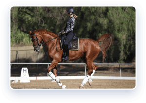 A person in a helmet and riding gear is riding a chestnut horse with white leg wraps in an outdoor arena. Trees and an arena marker labeled H are visible in the background.