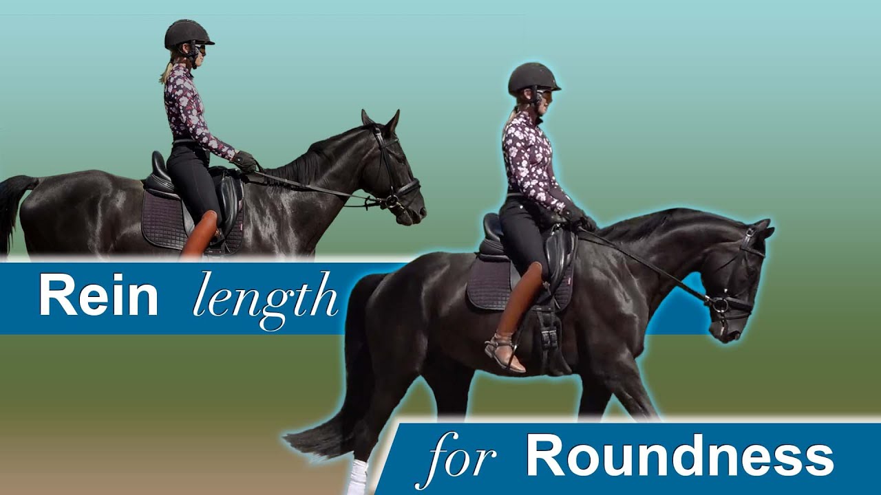 A rider in equestrian gear demonstrates two different rein lengths on a black horse. Text reads Rein length for Roundness on a blue and green background.