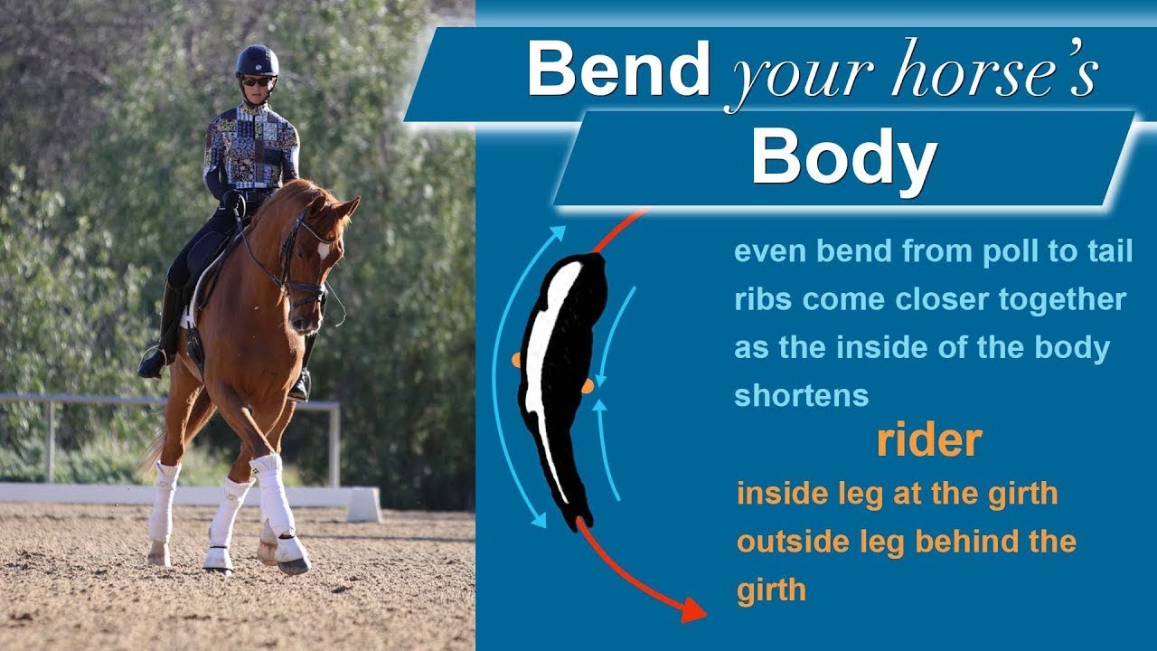 A rider on a chestnut horse practices dressage on an outdoor arena. Beside them, text and a diagram explain how to bend a horse’s body during riding, highlighting the riders leg positioning and body alignment.
