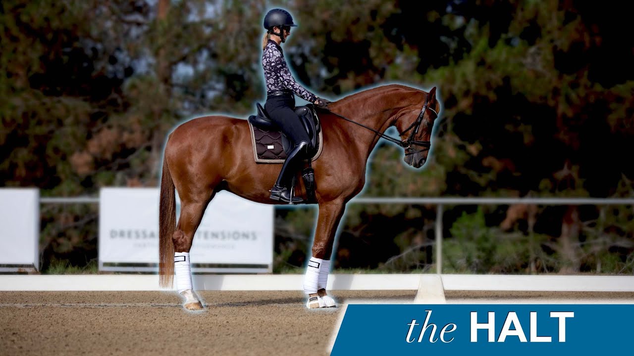 A rider wearing a helmet and patterned long-sleeve shirt sits upright on a chestnut horse standing still in a sandy dressage arena with blurred trees in the background. Text reads the HALT in the lower right corner.