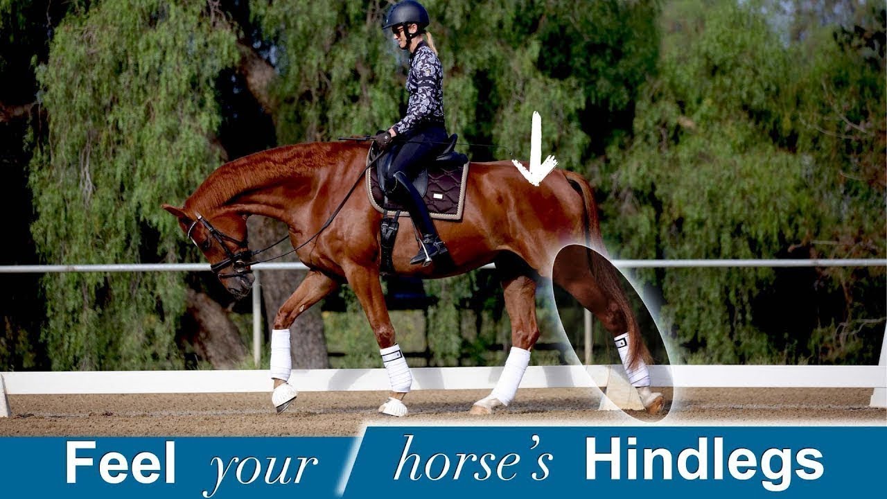 A rider in a helmet guides a chestnut horse at a trot in an outdoor arena. An arrow points to the horses hindlegs, which are highlighted. Text below reads: Feel your horse’s Hindlegs.