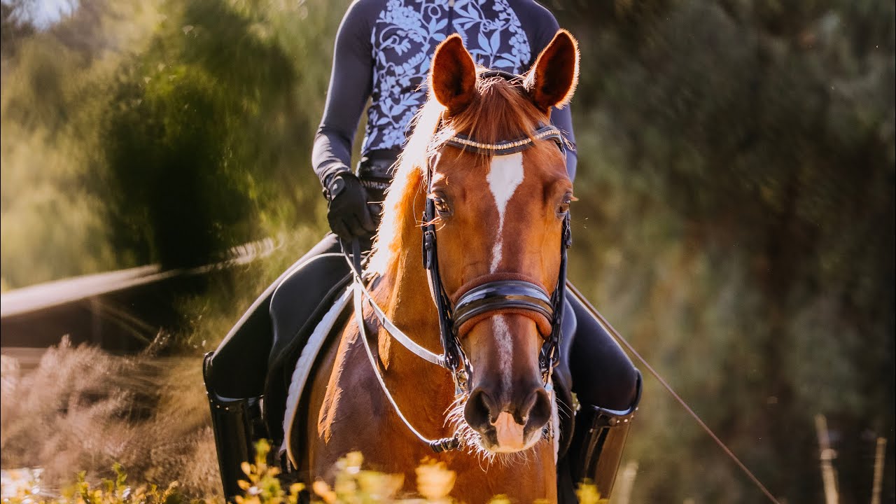 A person dressed in black and white riding attire is riding a brown horse with a white stripe on its face through a sunlit, green outdoor setting. The riders face is not visible.