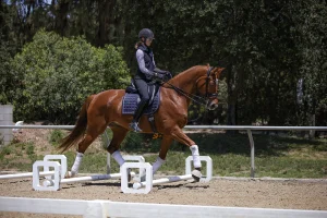 A rider wearing a helmet and dark riding gear guides a chestnut horse over ground poles in an outdoor sandy arena, surrounded by trees and greenery, demonstrating precise training. The horse wears white leg wraps and dark tack.