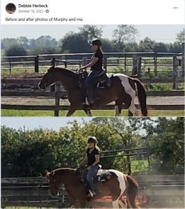 Two photos, displayed as a Loop Item in Elementor, show a person riding a brown and white horse in an outdoor fenced area. The rider wears a helmet and sits upright, with trees and fences visible in the background of both images.