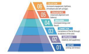 A colorful pyramid with six labeled levels illustrates the dressage Training Scale Masterclass: 1. Rhythm, 2. Suppleness, 3. Connection, 4. Impulsion, 5. Straightness, 6. Collection—each with a brief explanation beside it.