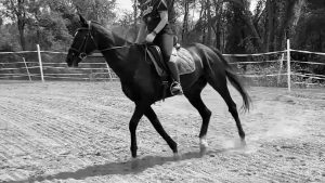 A person rides a dark horse in an outdoor arena, demonstrating the Training Scale. The horse is trotting on a sandy surface, with trees in the background. This black and white image captures the essence of equestrian skills in 2023.