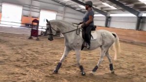 A person wearing a helmet rides a light gray horse with dark leg wraps in an indoor riding arena with sandy footing and natural light from large windows during the 2023 Training Scale Masterclass.