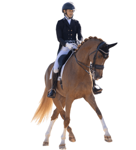A person in riding attire and helmet performs dressage on a chestnut horse with a braided mane and white socks, showcasing skills perfect for Strides Enrollment, all set against a plain white background.