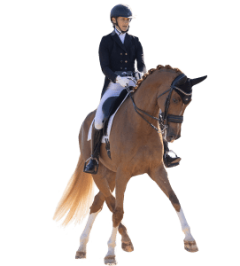A rider in formal equestrian attire and helmet is riding a brown horse with white leg markings, performing a dressage movement against a white background—perfect for showcasing Strides Enrollment.