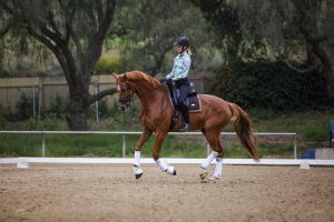 A rider wearing a helmet and colorful shirt is practicing the fundamentals of dressage on a chestnut horse with white leg wraps in an outdoor arena surrounded by trees and a fence.