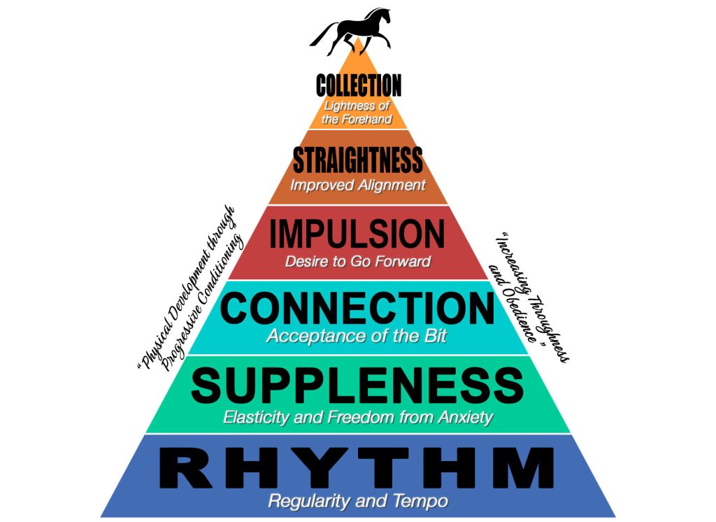 training scale masterclass lesson fundamentals