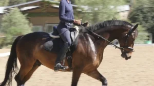 A person wearing dark riding clothes is horse riding a brown horse with a black mane in an outdoor arena. The background features trees and a building.