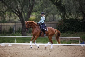 A person wearing a helmet, blue floral shirt, and gloves is riding a chestnut horse with white leg wraps in a sandy outdoor arena, taking on the 30 Days to Round challenge amid trees and a wooden fence.
