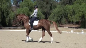 A person wearing a helmet and riding gear is practicing walk pirouettes on a chestnut horse with white leg wraps in a sandy outdoor arena, surrounded by trees and dressage markers.