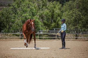 A person in equestrian gear practices Groundwork Essentials, training a chestnut horse to step over a white pole in a sandy outdoor arena, with trees and fencing in the background.