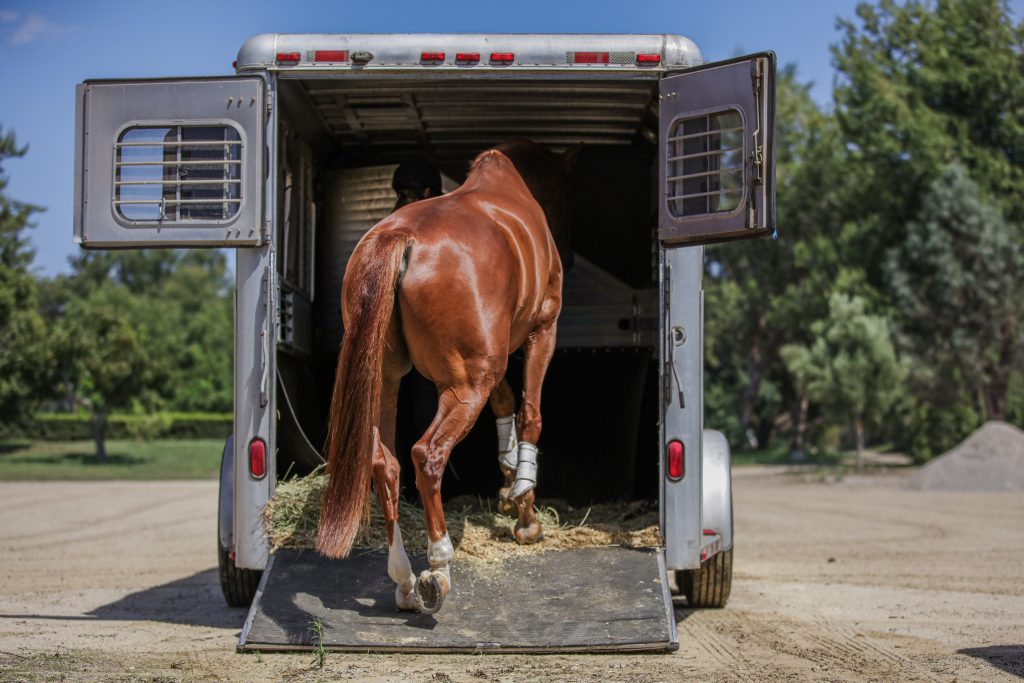 A brown horse with wrapped legs practices groundwork essentials as it walks up a ramp into a silver horse trailer on a sunny day, hay scattered on the ramp and trees visible in the background.