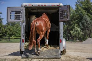 A brown horse with wrapped legs practices groundwork essentials as it walks up a ramp into a silver horse trailer on a sunny day, hay scattered on the ramp and trees visible in the background.