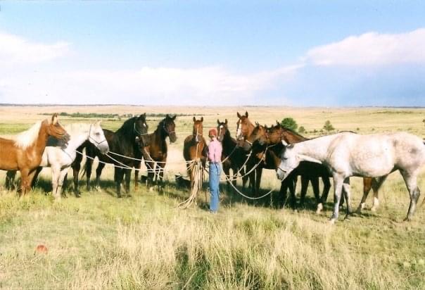A person stands in a grassy field holding the reins of nine horses of various colors, demonstrating Groundwork Essentials amid open plains and a blue sky in the background.