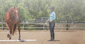 Rider practicing dressage with a bay horse at working trot