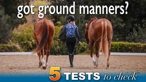 A person in riding gear leads two horses on a sandy arena, testing horse ground manners. The text reads, got ground manners? 5 TESTS to check. Trees and greenery can be seen in the background.