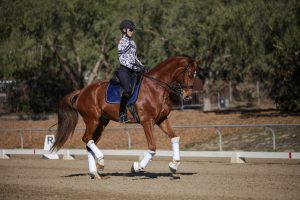A person wearing a black helmet, sunglasses, and a patterned shirt rides a chestnut horse with white leg wraps and a blue saddle pad in an outdoor dressage arena, demonstrating key principles of horse training. Trees and fencing are visible in the background.