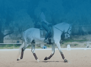 A person wearing a helmet rides a gray horse in an outdoor arena, where patterns from the brown leg wraps and saddle stand out. The background features trees and blurred fencing under a blue filter.