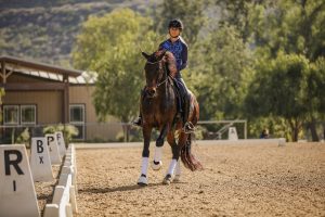 Amelia Newcomb schooling a dark bay horse in a dressage arena.