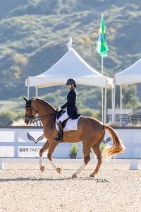 Amelia Newcomb riding Harvey at a perfectly balanced canter during a dressage competition.