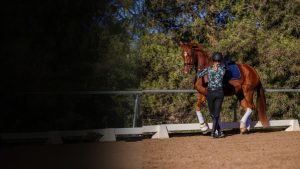 A person in riding gear leads a chestnut horse with white leg wraps and a blue saddle pad along a sandy arena, practicing groundwork as sunlight streams in from the right and trees frame the background—a perfect moment before a Free Webinar.